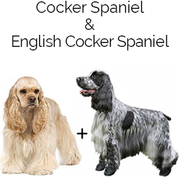 Colonial Cocker Spaniel Dog